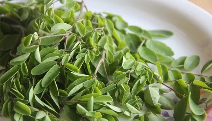 Tips Memperbaiki Gizi Anak dengan Daun Kelor, Tinggi Kalsium dan Protein Nabati