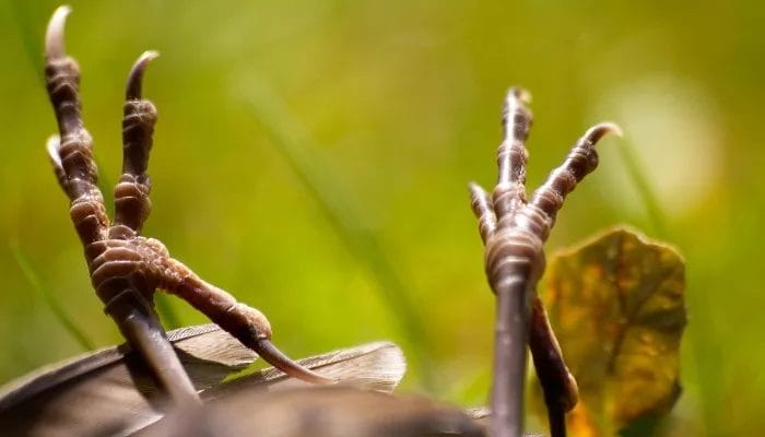 Cerita Horor Burung Babat Mayat, Dipercaya sebagai Penanda Kematian