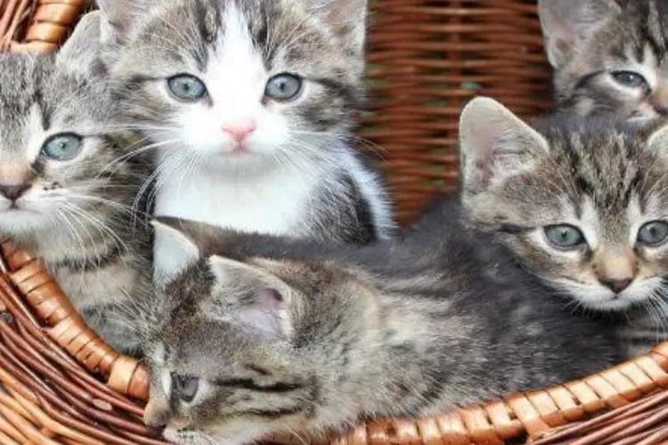 Arti Mimpi Melihat Kucing Melahirkan Banyak Anak