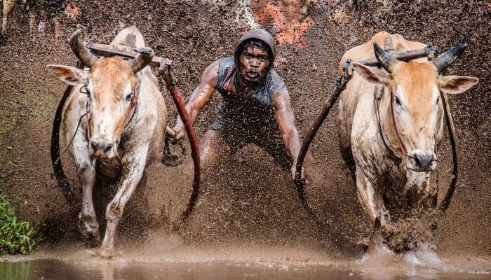 10 Daftar Tradisi saat Lebaran di Sumatera Barat, Malamang hingga Pacu Jawi