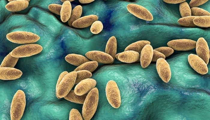 Mengenal Penyakit Brucellosis, Lengkap Penyebab dan Gejalanya