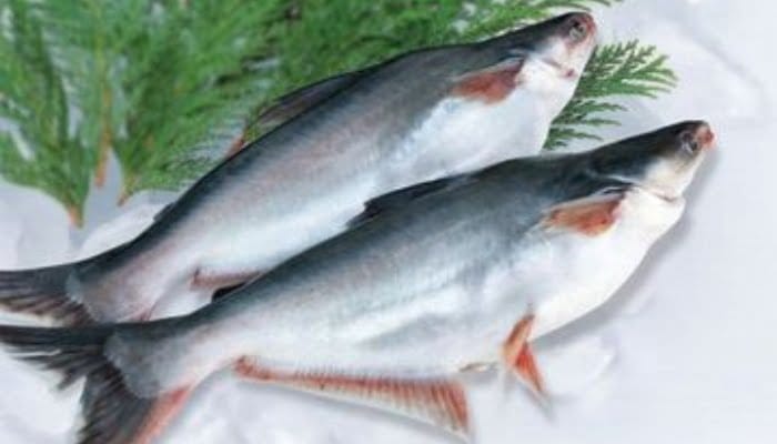 Rutin Dikonsumi, Ikan Patin 6 Manfaat Ikan Patih Bagi Kesehatan Tubuh