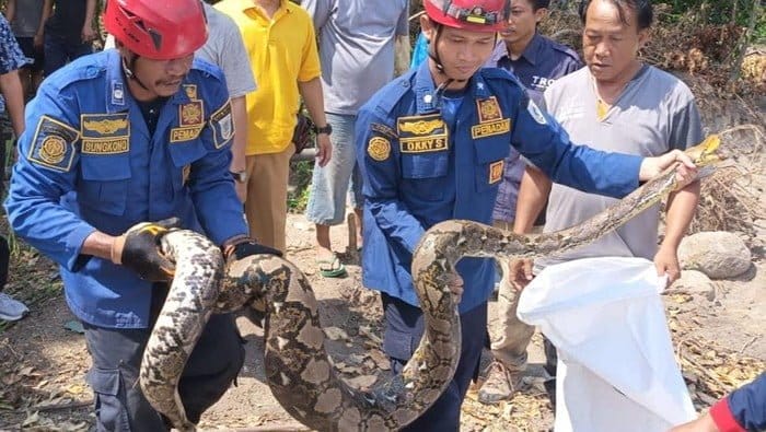 Petugas Damkar Klaten bersama Satpol PP mengevakuasi ular piton sepanjang 3,5 meter diduga telah menelan anak kambing di Desa Joho, Prambanan, Klaten, pada Senin (13/5), (Foto: Damkar Klaten)