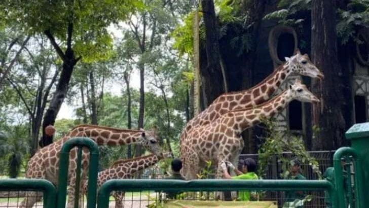 Jam Buka dan Harga Tiket Masuk Kebun Binatang Ragunan. (Foto: Ragunan/Antara)