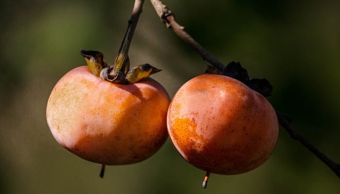 Mengandung Antioksidan Fisefin, Ini 8 Manfaat Buah Kesemek Bagi Kesehatan