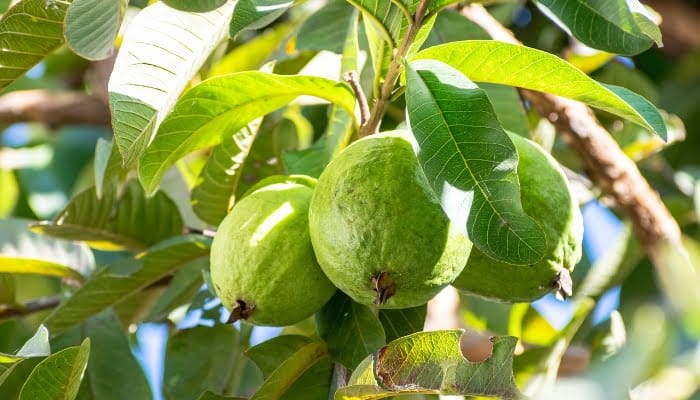 6 Manfaat Daun Jambu Biji untuk Kesehatan Tubuh, Bisa Obati Diare