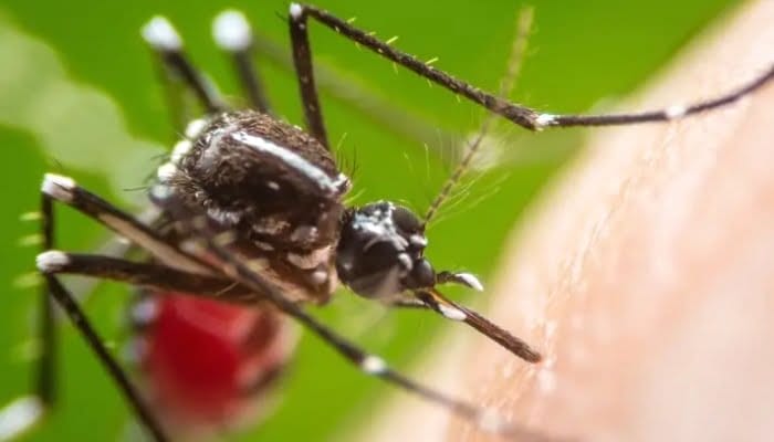 Virus West Nile Mewabah di Israel, Ini Gejala dan Cara Pencegahannya