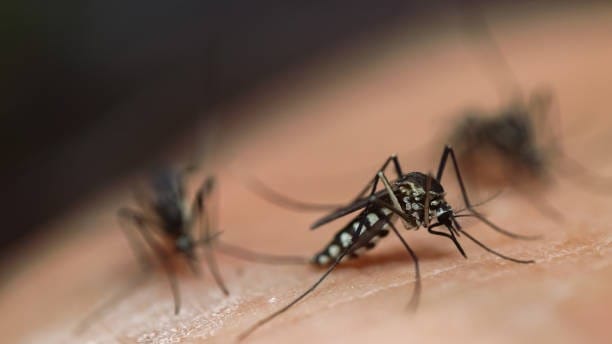 Wabah Demam Berdarah Dengue (DBD) dan malaria