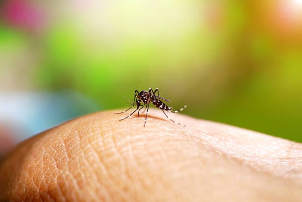 Aedes mosquito sucking blood