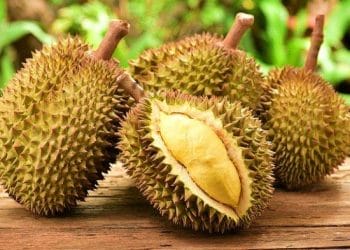 5 Rahasia Jitu Memilih Durian Premium: Panduan Lengkap untuk Pemula hingga Ahli